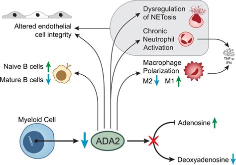 adagf|Elucidating the pathogenesis of adenosine deaminase 2 .